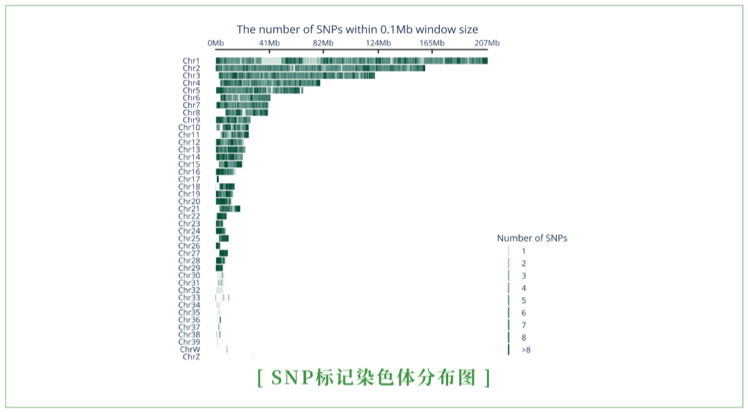 SNP标记染色体分布图